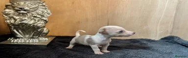 Jack Russell 4
