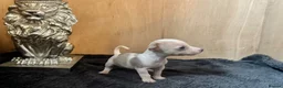 Jack Russell dogs for sale: Beautiful Jack Russell pups  - Advert 8