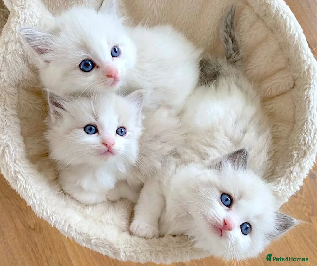 Ragdoll cats for sale: READY NOW ***** INDOOR PEDIGREE RAGDOLL KITTENS - Advert 1