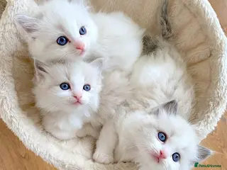 Ragdoll cats READY NOW ***** INDOOR PEDIGREE RAGDOLL KITTENS - Advert 1