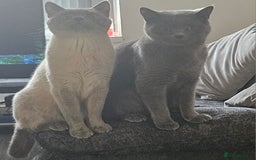 British Shorthair cats for sale: British Shorthair Cats for sale - Image 22