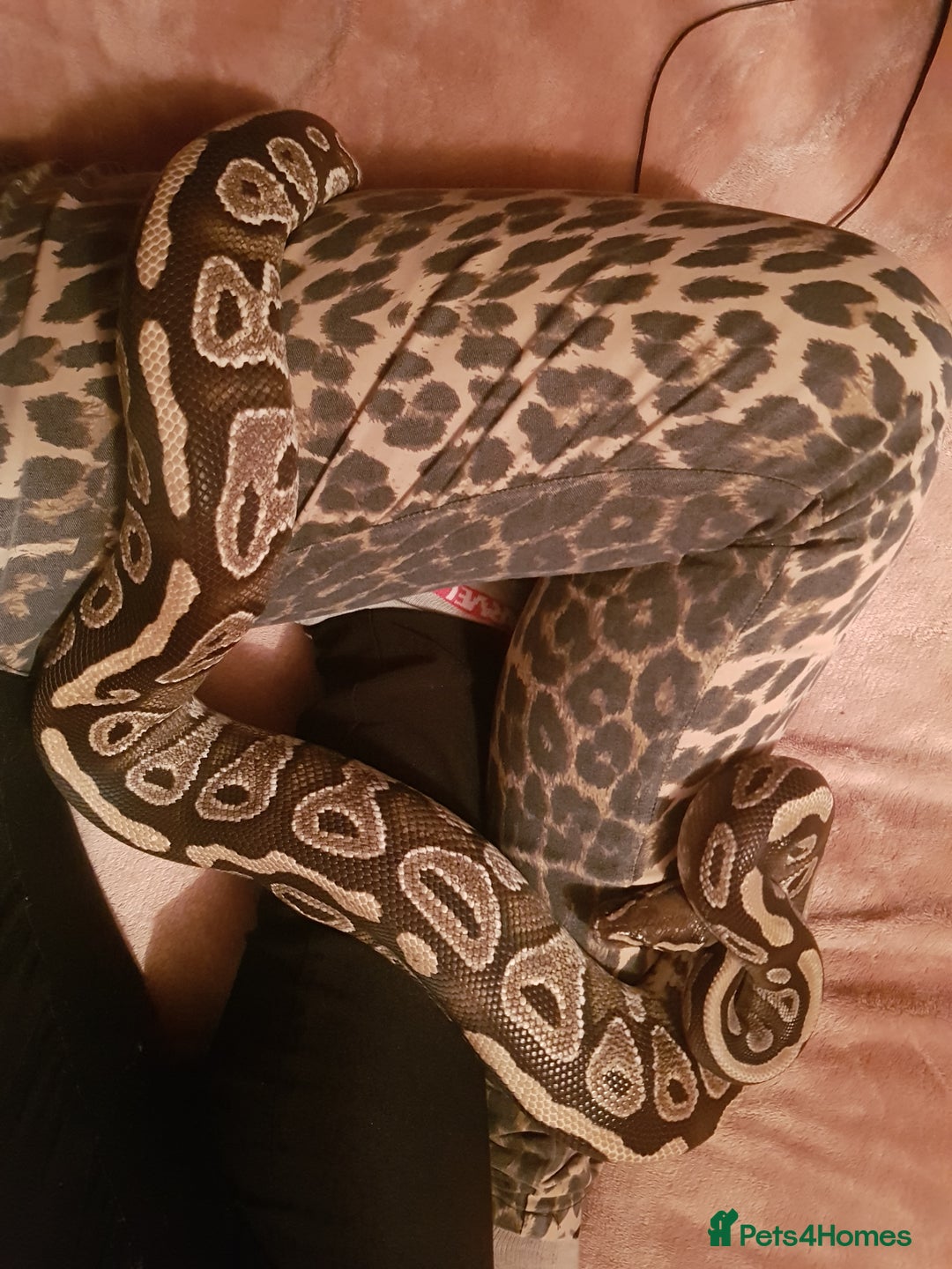Python Snake reptiles for sale: Mojave Ball Python + Enclosure - Image 5