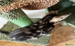 Mixed Breed cats for sale: Gorgeous Marble fur kitten - Ready now - Image 7