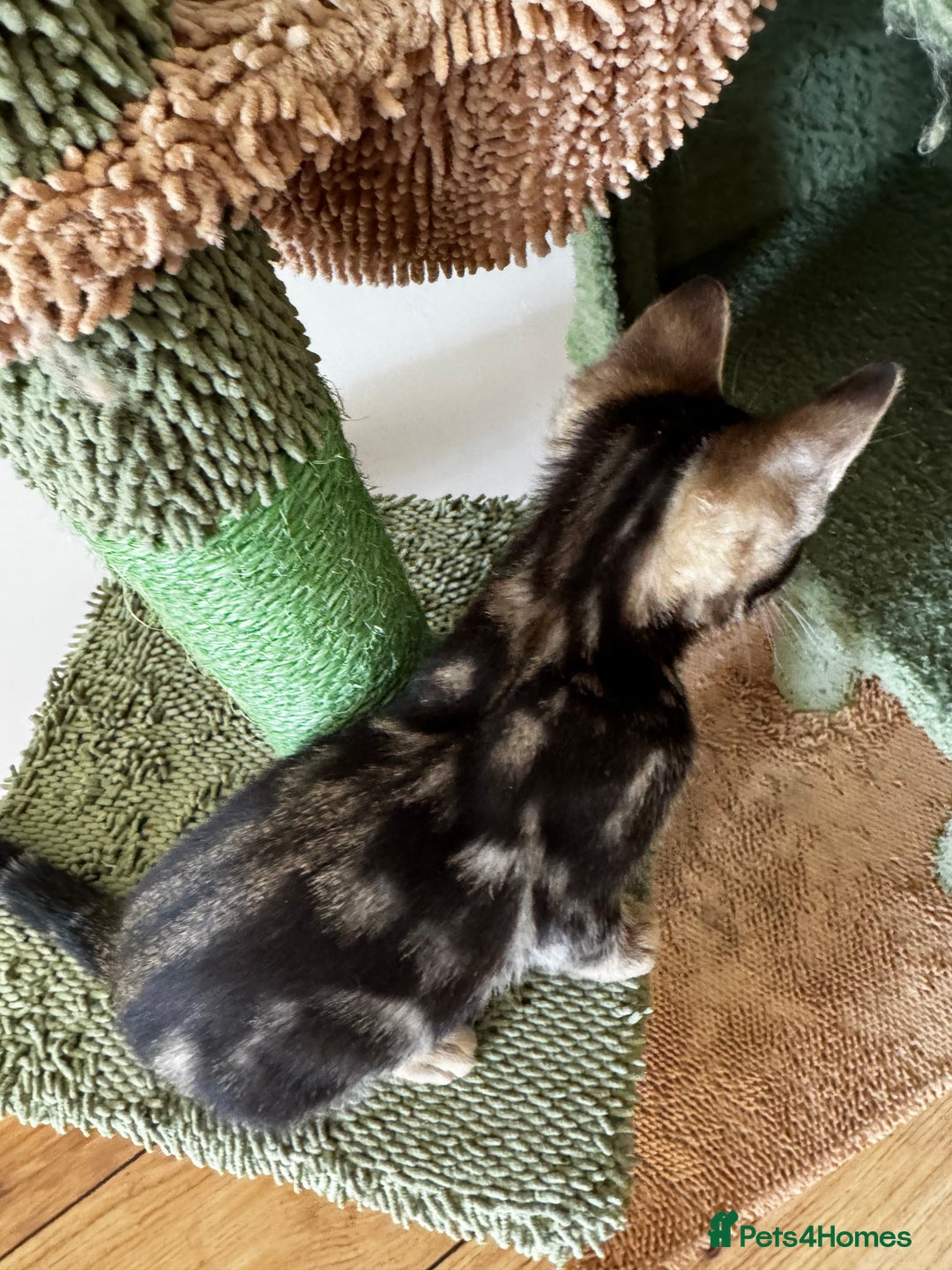 Mixed Breed cats for sale: Gorgeous Marble fur kitten - Ready now - Image 7