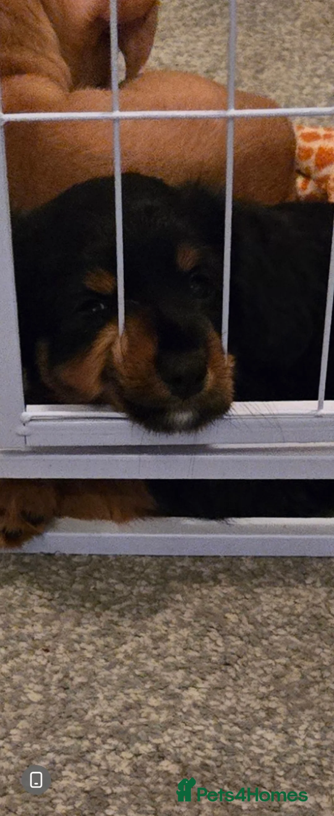 Chiweenie dogs for sale: One little girl left  - Advert 3