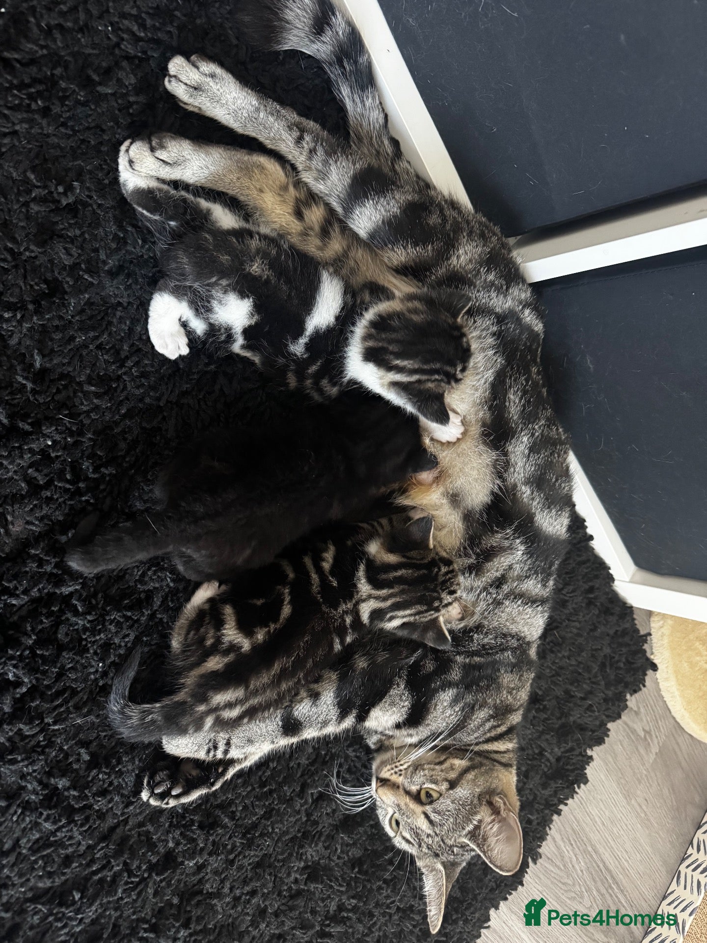 Mixed Breed cats Six Adorable Playful Kittens Looking For Homes - Advert 1
