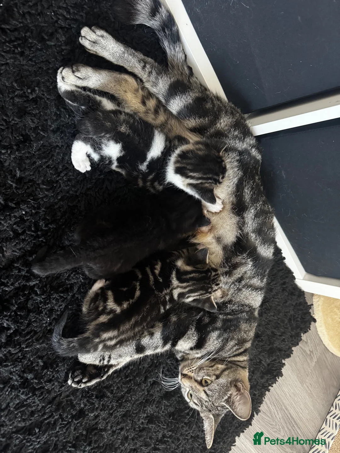 Mixed Breed cats for sale: Six Adorable Playful Kittens Looking For Homes - Advert 1