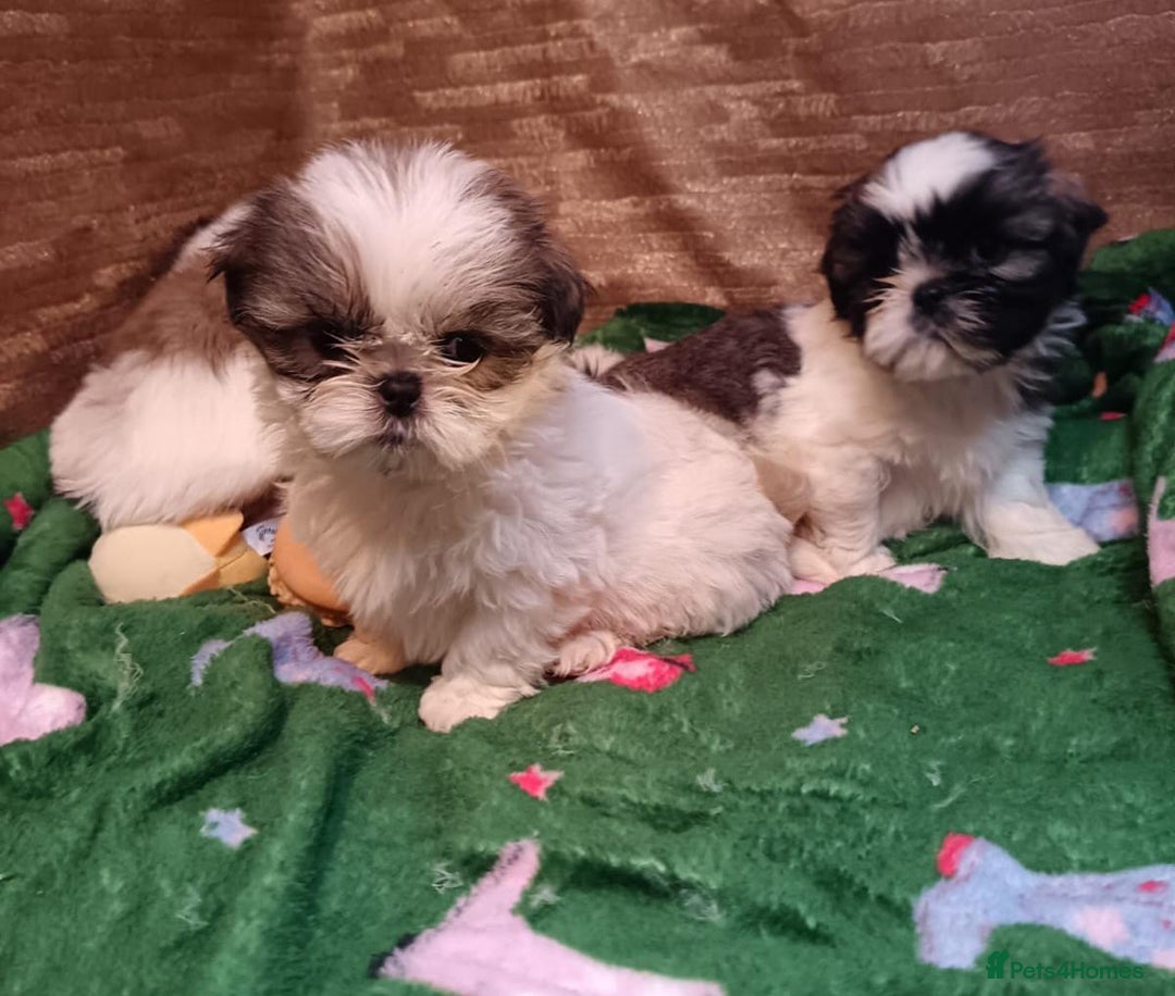 Shih Tzu dogs for sale: Shih Tzu puppy's - Advert 4