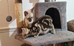 Bengal cats for sale: Gorgeous Bengal/Savannah x DS - Image 6