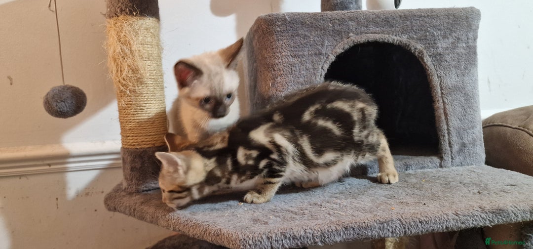 Bengal cats for sale: Gorgeous Bengal/Savannah x DS - Image 6