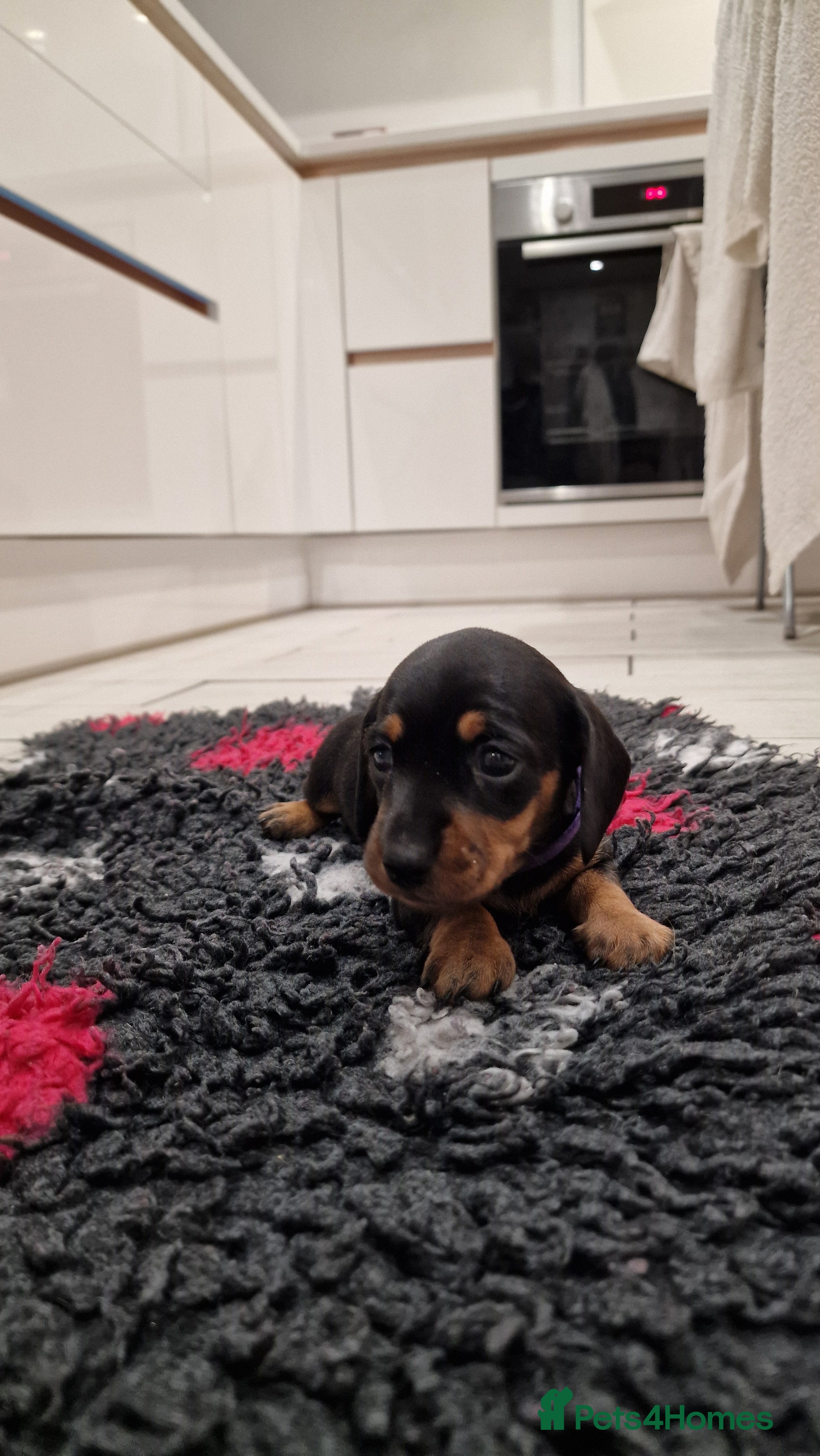 Miniature Dachshund dogs Beautiful Pedigree Minature Dachshund🩷1 GIRL Left - Advert 17