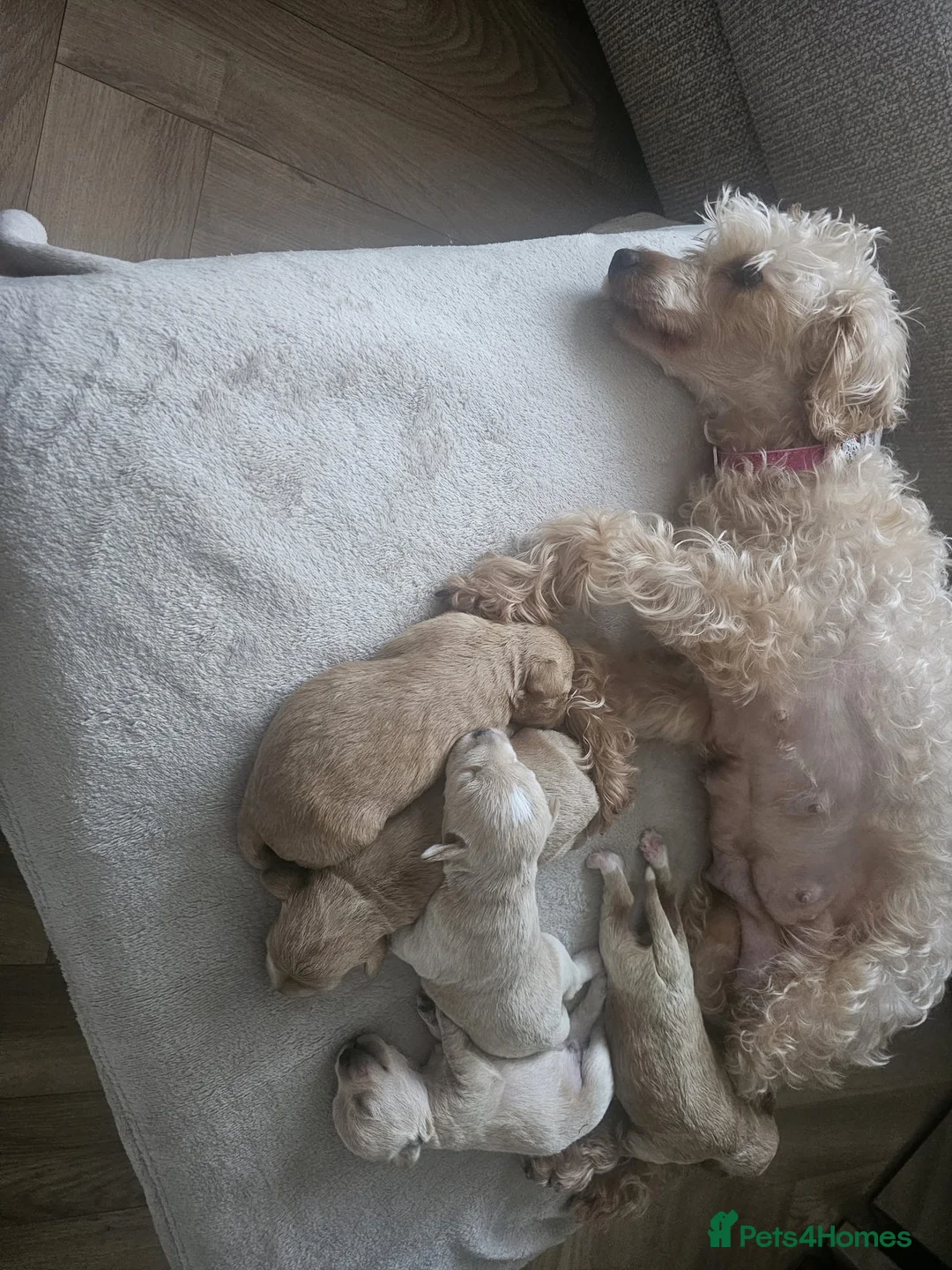 Schnoodle dogs for stud: RARE coloured mini schnoodle - Stud  - Advert 17