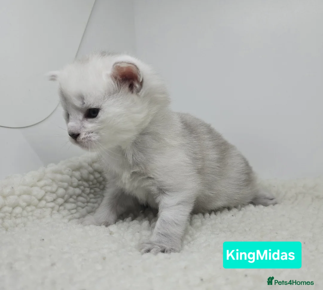 Maine Coon cats for sale: Rare Stunning Blue Shaded Maine Coon Kitten - Advert 6