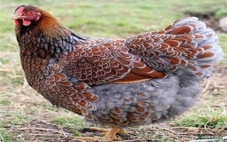 Chickens poultry for sale: Chickens- Wyandotte, Orpington, Legbar, Blue egger - Advert 1