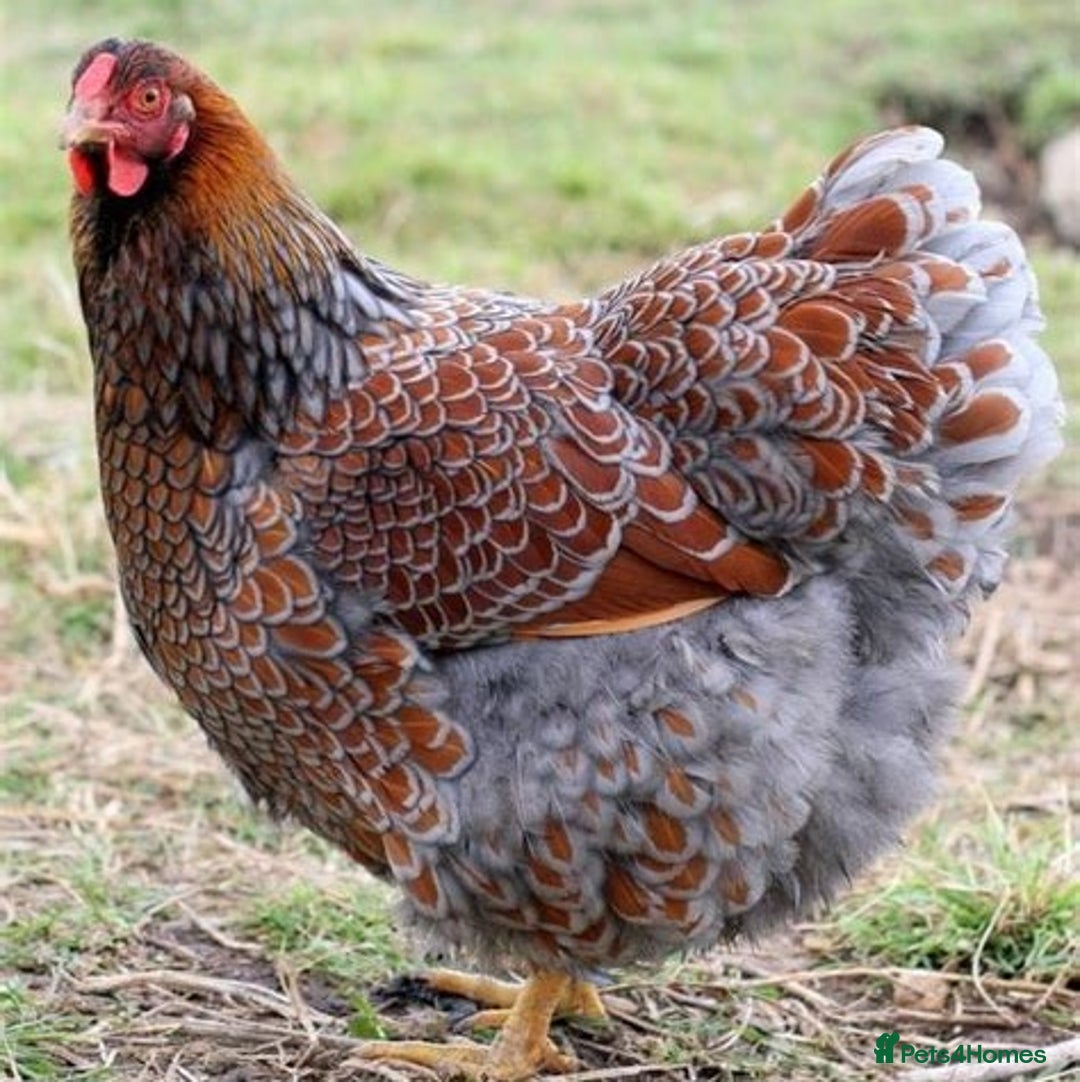 Chickens poultry for sale: Chickens- Wyandotte, Orpington, Legbar, Blue egger - Advert 1