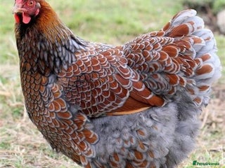 Chickens poultry Chickens- Wyandotte, Orpington, Legbar, Blue egger - Advert 2