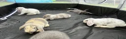 Mini Lop rabbits for sale: Gorgeous Lop eared Rabbits ready 27/06/2026 - Advert 15