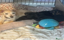 Mixed Breed dogs for sale: Beautiful puppies - Image 12