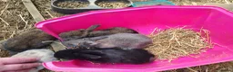 Mixed Breed rabbits for sale: Mixed breed rabbits in Bridgend - Advert 2