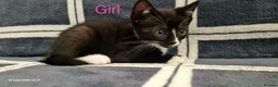 Mixed Breed cats for sale: 6 Beautiful Kittens  - Advert 5