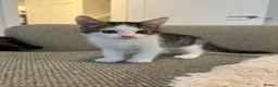 British Shorthair cats for sale: 🐾 Beautiful British Shorthair Kitten 🐾 in Leyland - Advert 6