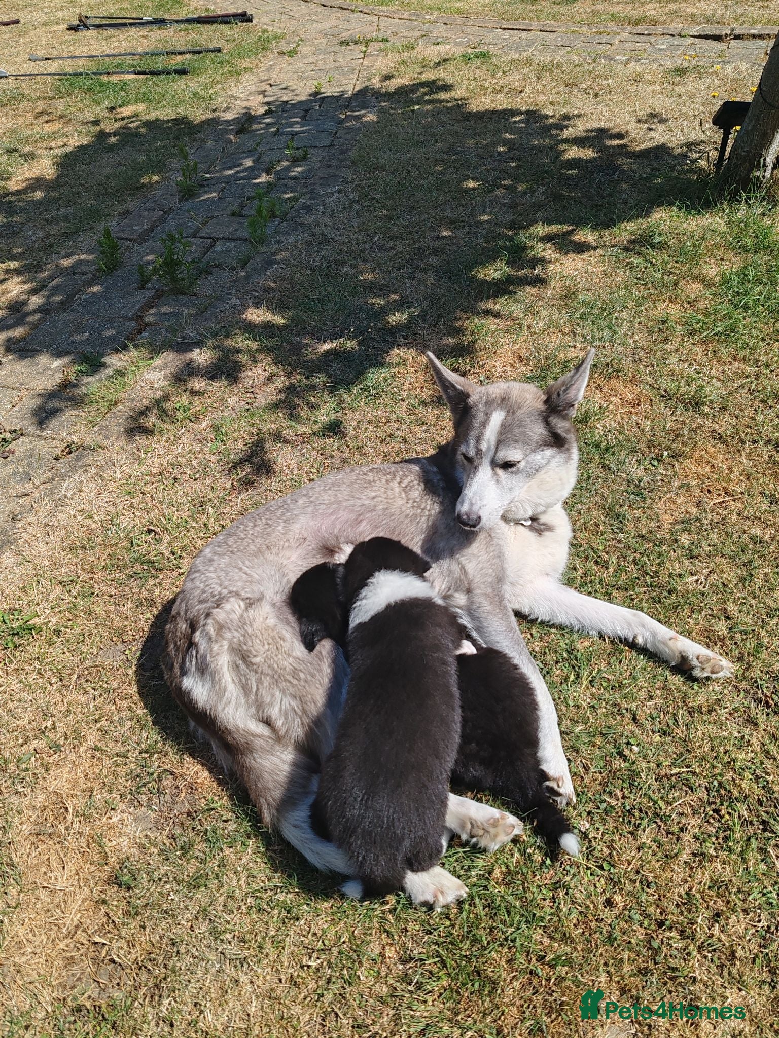 Mixed Breed dogs Border Collie/Husky Cross Puppies  - Advert 1
