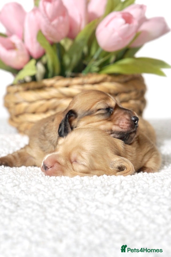 Miniature Dachshund dogs 𝕃𝕠𝕟𝕘 𝕙𝕒𝕚𝕣𝕖𝕕 𝕞𝕚𝕟𝕚 𝕕𝕒𝕔𝕙𝕤𝕙𝕦𝕟𝕕s - Advert 2