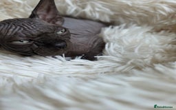 Sphynx cats for sale: Adorable Sphynx kittens💝🐈‍⬛🐈 - Image 22