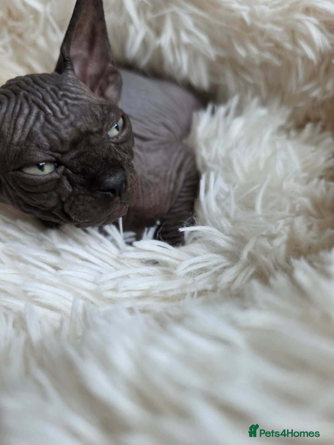 Sphynx cats for sale: Adorable Sphynx kittens💝🐈‍⬛🐈 - Image 22