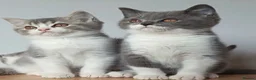 Scottish Fold cats for sale: Beautiful Grey & White Male Kitten Full Vaccinated - Advert 3