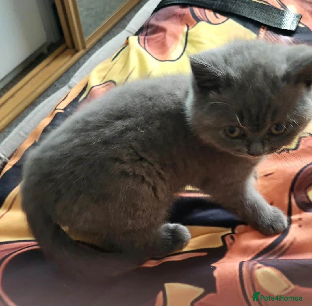 British Shorthair cats for sale: British short hair - Advert 14
