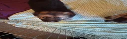German Shepherd dogs for sale: READY NOW 3 female super KC registered GSD puppies - Advert 33