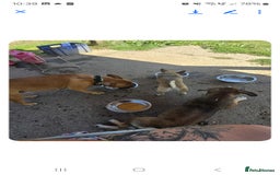 Mixed Breed dogs for sale: 2 female and 1 male dog for rehoming  - Advert 3