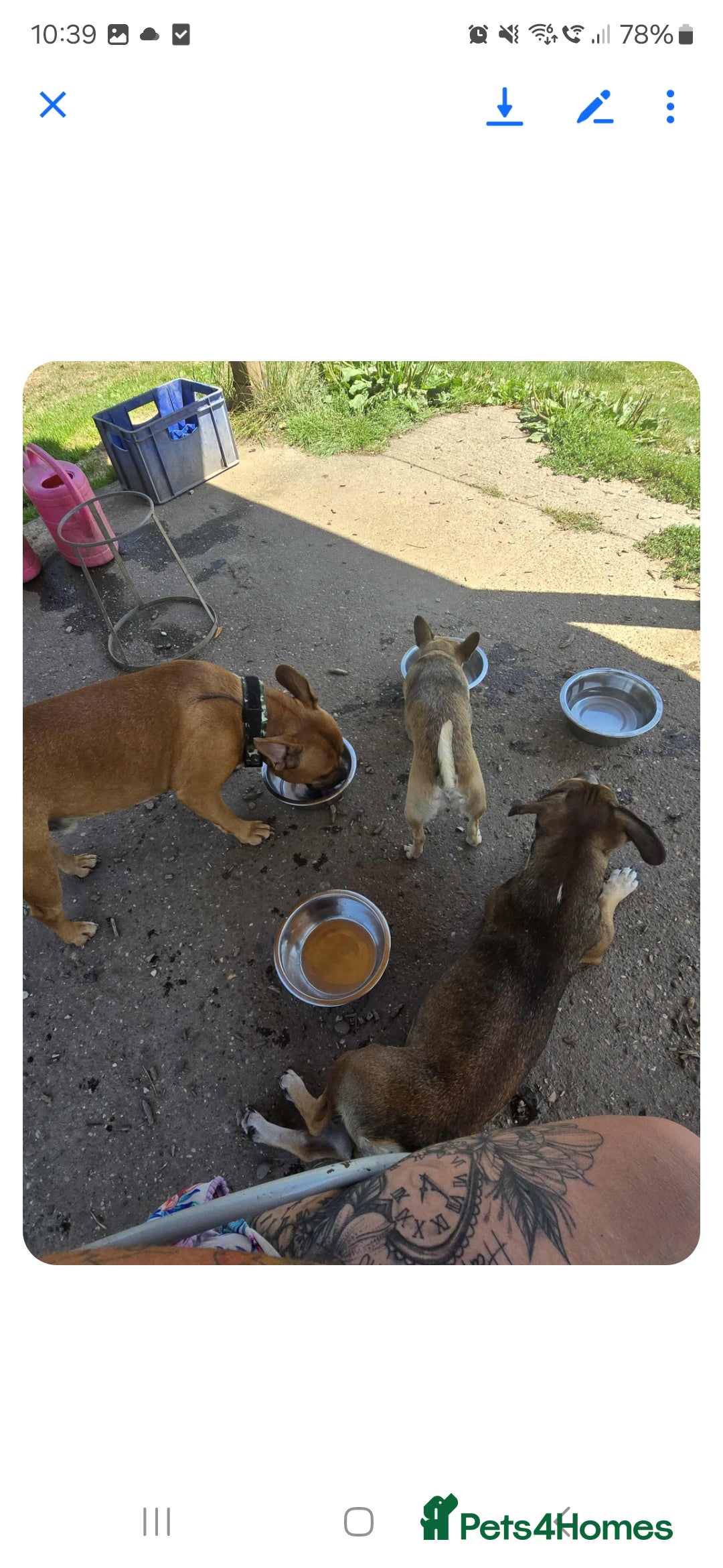 Mixed Breed dogs for sale: 2 female and 1 male dog for rehoming  - Advert 3