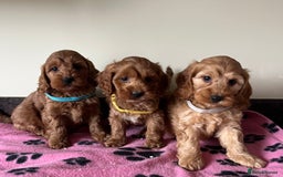 Cockapoo dogs for sale: Cockapoo puppies  - Image 13