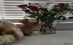 Maine Coon cats for sale: Kittens ready now - Image 6