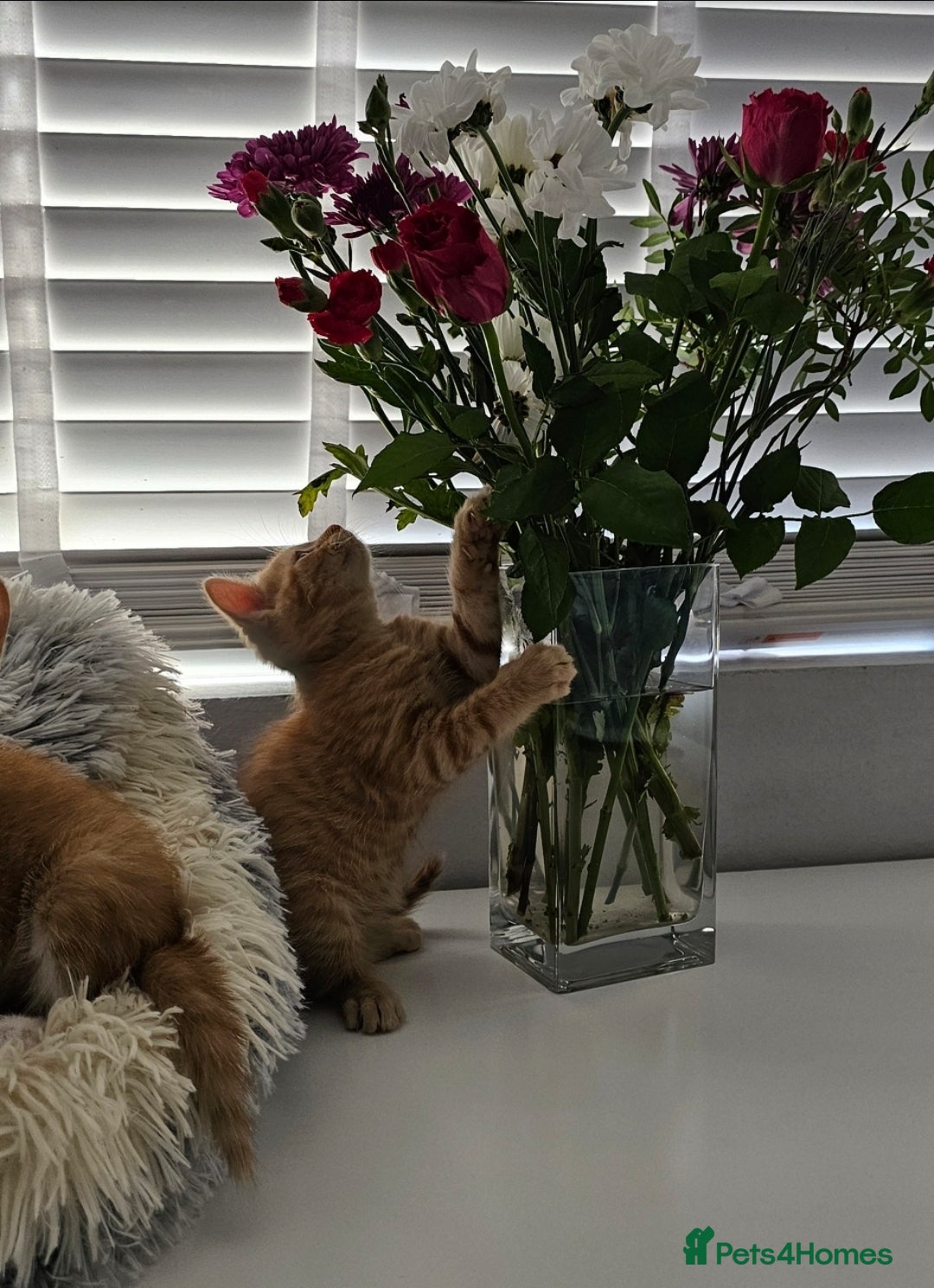 Maine Coon cats for sale: Kittens ready now - Image 6