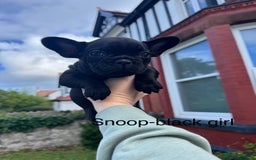 French Bulldog dogs for sale: French Bulldog puppies  - Image 1