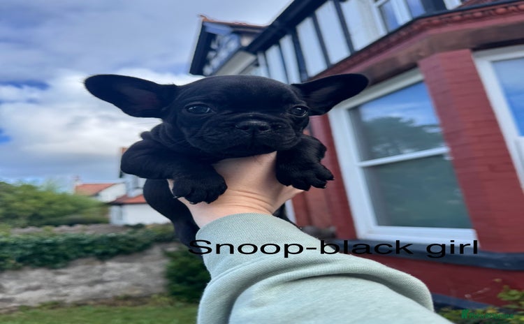 French Bulldog dogs - Advert 4