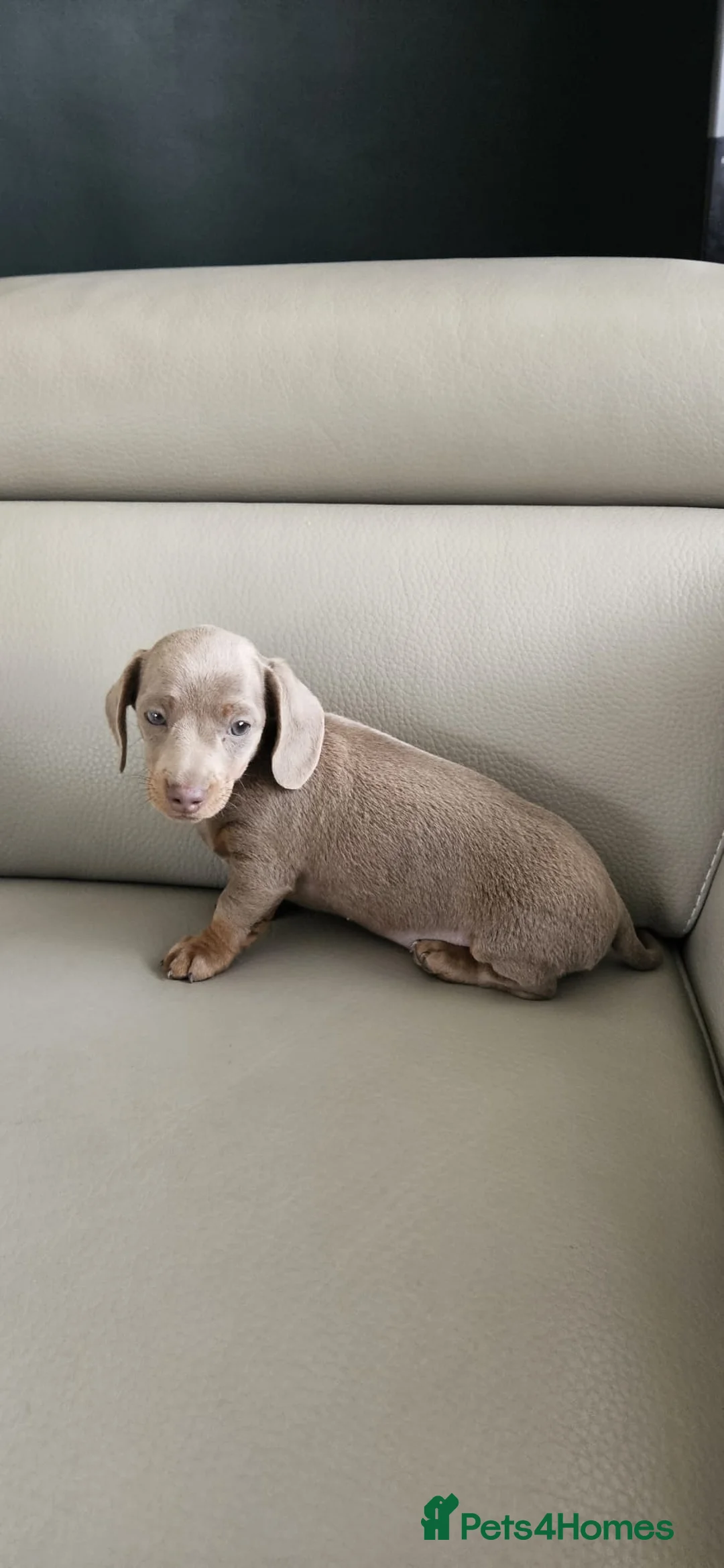 Miniature Dachshund dogs for sale: Mini dachshund  in Walsall - Advert 2