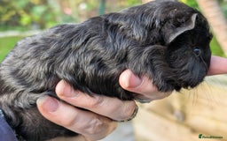 Guinea Pig rodents for sale: Gorgeous guinea pig pups - Image 7