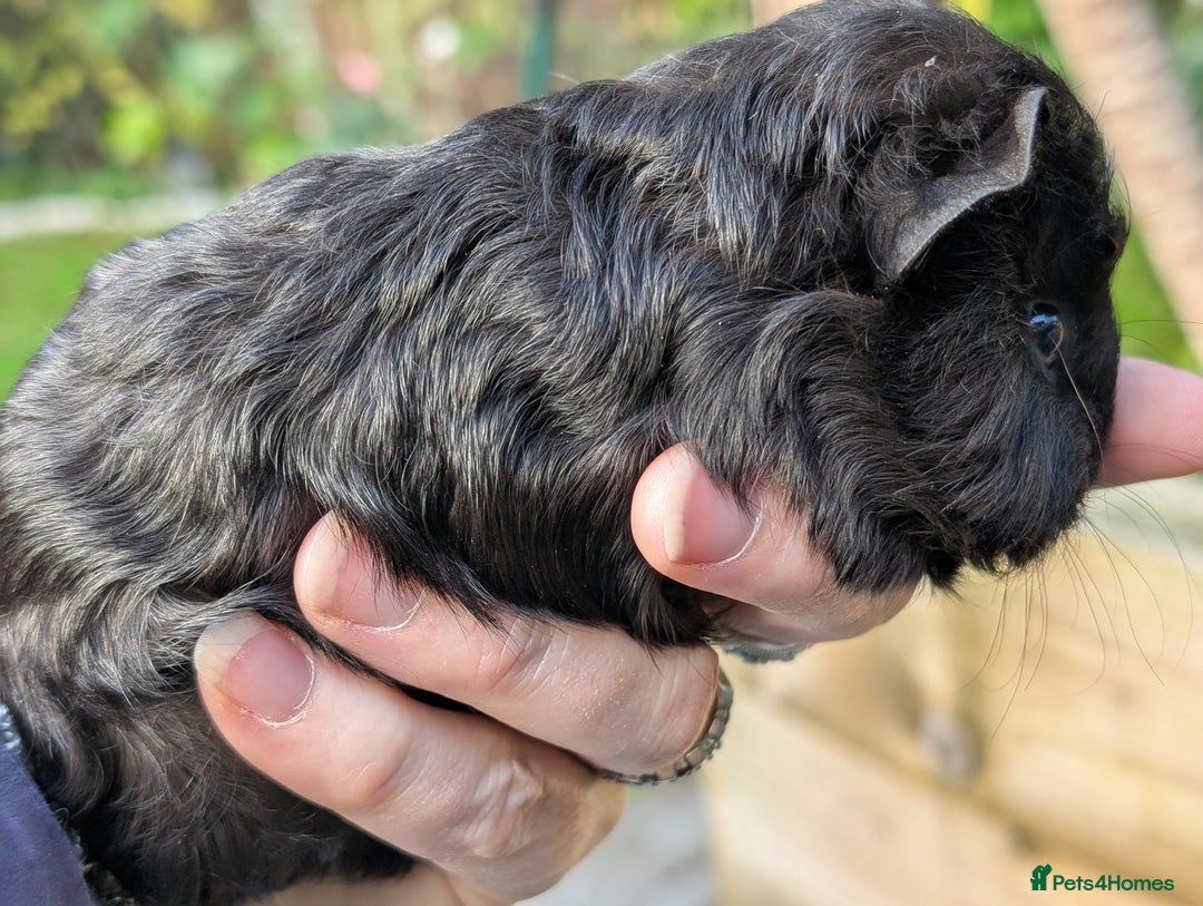Guinea Pig rodents for sale: Gorgeous guinea pig pups - Image 7