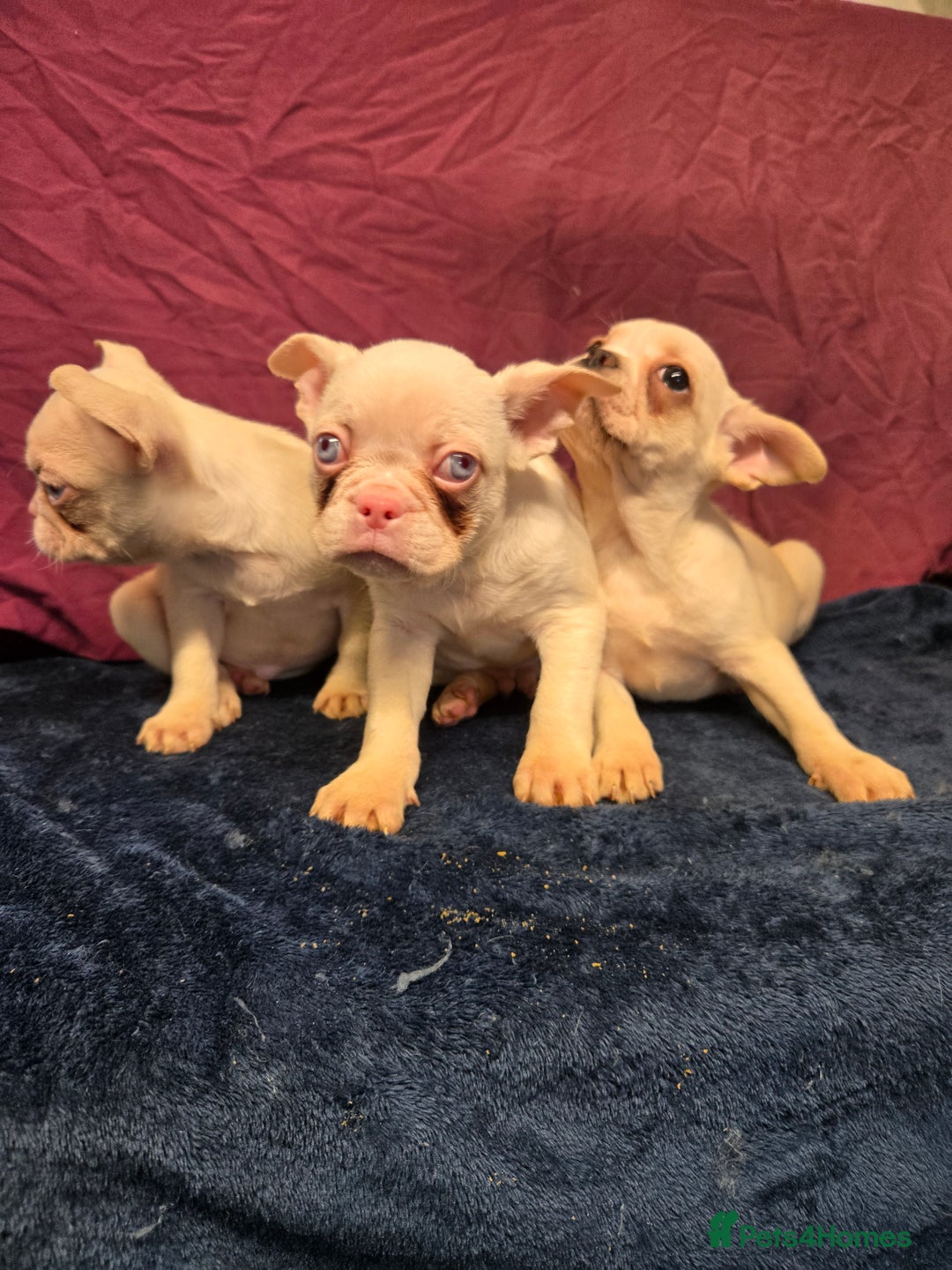 French Bulldog dogs for sale: French bulldog pups pink/fluffy READY NOW - Advert 1