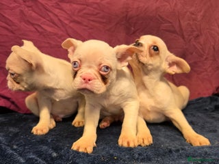 French Bulldog dogs - Advert 13