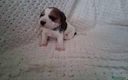 Beagle dogs for sale: KC Registered beagle puppies - Image 20