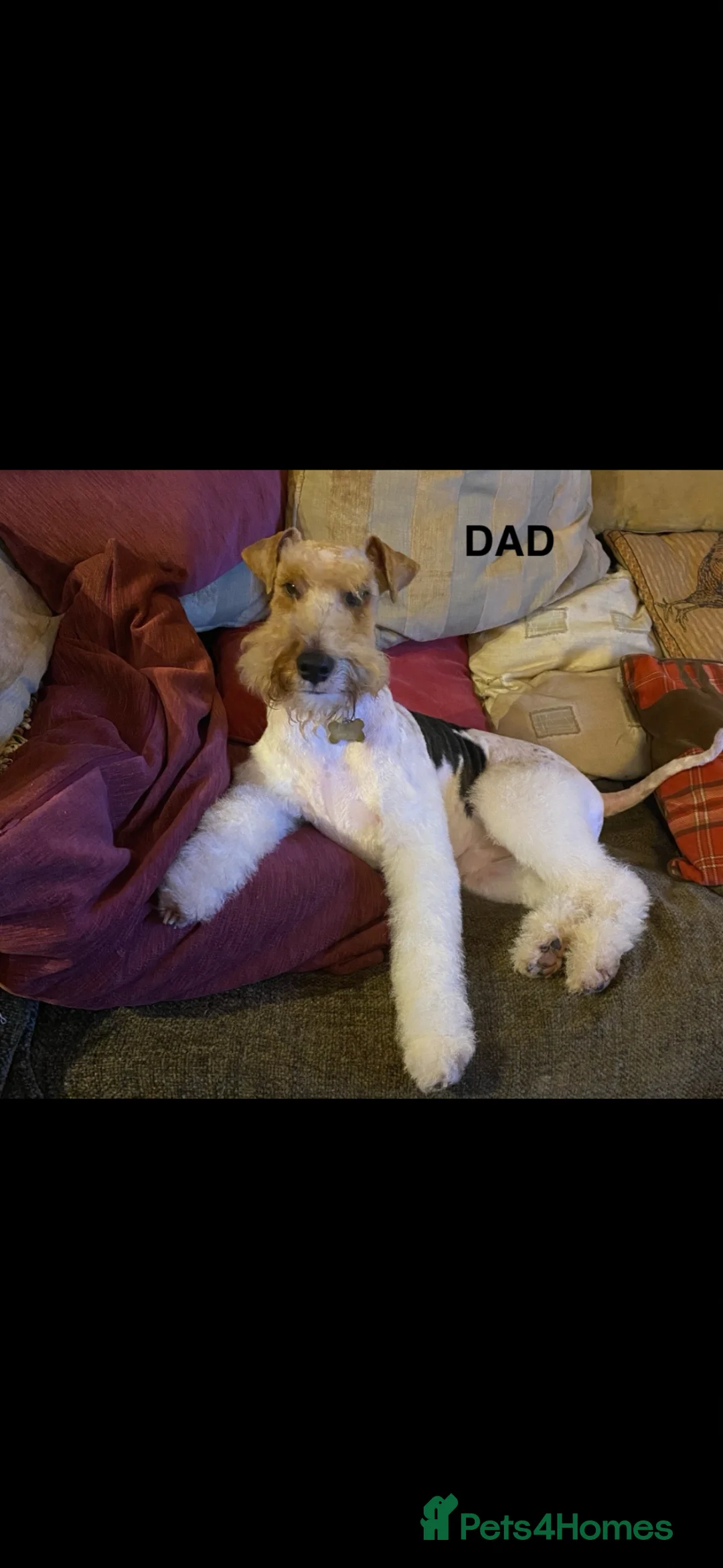 Fox Terrier dogs for sale: Fox terrier puppys - Advert 2