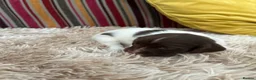 English Springer Spaniel dogs for sale: Adorable Kennel club registered ESS puppies  - Advert 6