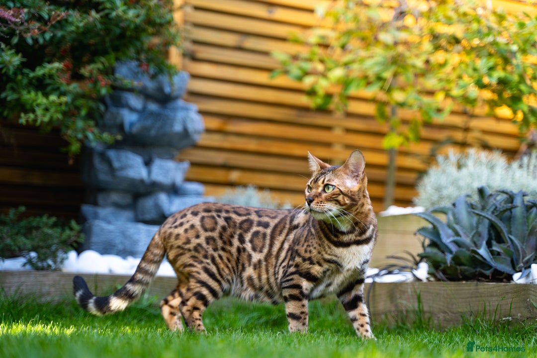 Bengal cats for sale: One of the kind Bengal Female -TICA reg.-Wild look - Image 4