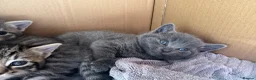 Mixed Breed cats for sale: 4 Beautiful Male Kittens Ready 15th May - Advert 1