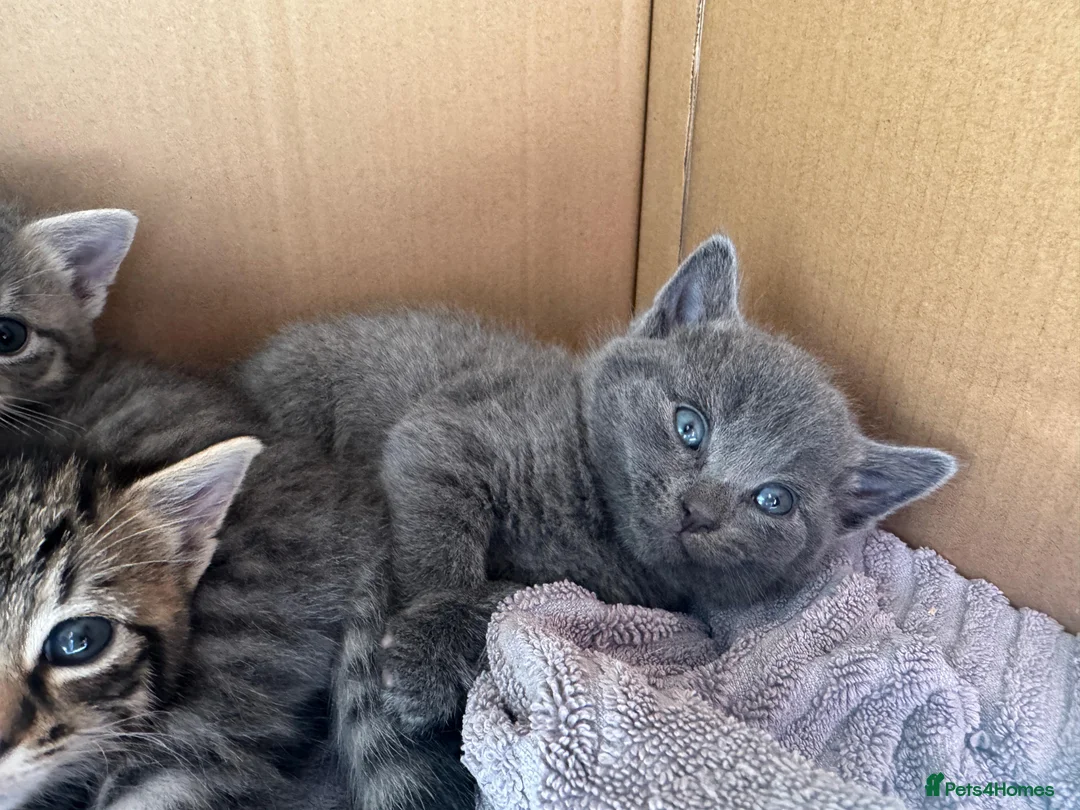Mixed Breed cats for sale: 4 Beautiful Male Kittens Ready 15th May - Advert 1